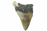 Partial, Fossil Megalodon Tooth - North Carolina #374082-1